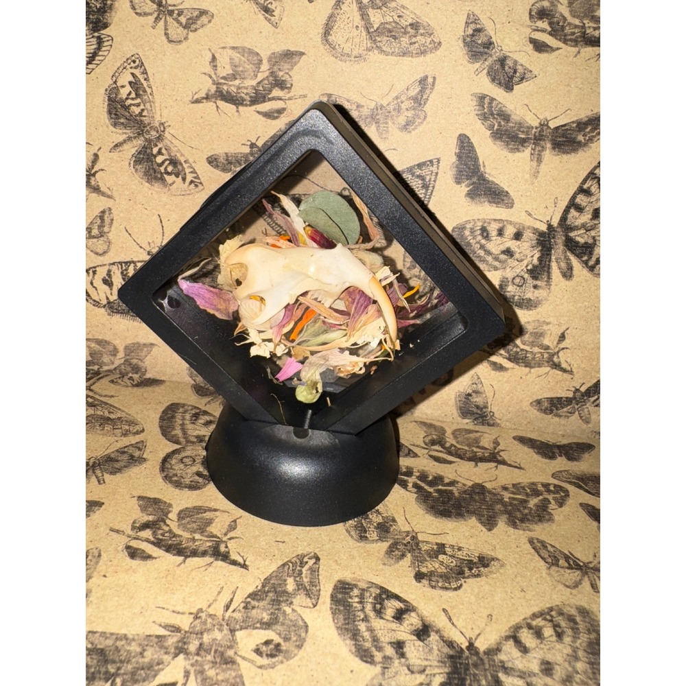 Muskrat Jaw oddities‎ taxidermy floating frame spooky goth decor